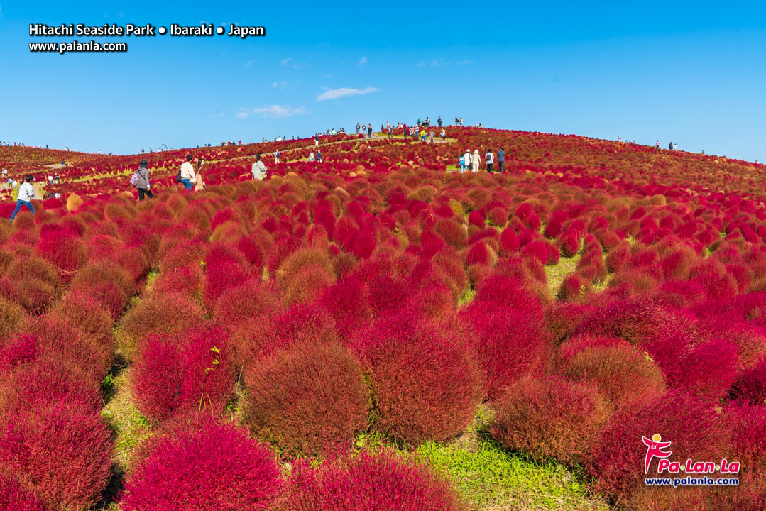 Hitachi Seaside Park